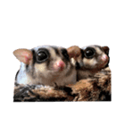 モモンガなんだ 販売（個別スタンプ：1）