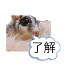 モモンガなんだ 販売（個別スタンプ：20）