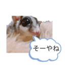 モモンガなんだ 販売（個別スタンプ：22）