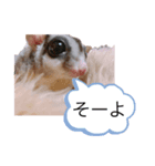 モモンガなんだ 販売（個別スタンプ：24）