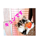 モモンガなんだ 販売（個別スタンプ：33）