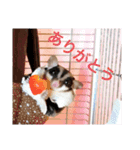 モモンガなんだ 販売（個別スタンプ：34）