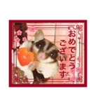 モモンガなんだ 販売（個別スタンプ：36）