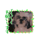 レオ・チョコ・虎鹿愛犬の日常挨拶（個別スタンプ：2）