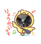 レオ・チョコ・虎鹿愛犬の日常挨拶（個別スタンプ：3）