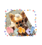 レオ・チョコ・虎鹿愛犬の日常挨拶（個別スタンプ：6）