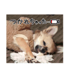 レオ・チョコ・虎鹿愛犬の日常挨拶（個別スタンプ：7）