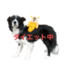 HEY！YOKE！（個別スタンプ：2）