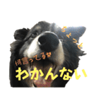 HEY！YOKE！（個別スタンプ：7）