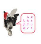 HEY！YOKE！（個別スタンプ：13）