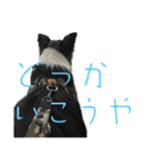 HEY！YOKE！（個別スタンプ：20）