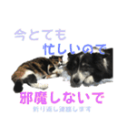 HEY！YOKE！（個別スタンプ：27）