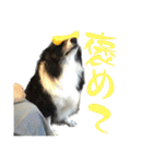 HEY！YOKE！（個別スタンプ：29）