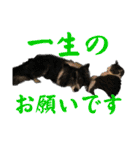 HEY！YOKE！（個別スタンプ：34）