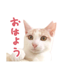 元野良チャミ（個別スタンプ：1）