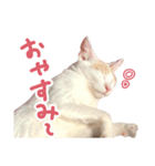 元野良チャミ（個別スタンプ：2）