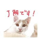 元野良チャミ（個別スタンプ：3）