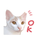 元野良チャミ（個別スタンプ：4）