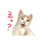 元野良チャミ（個別スタンプ：6）