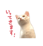 元野良チャミ（個別スタンプ：8）