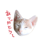 元野良チャミ（個別スタンプ：9）