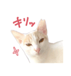 元野良チャミ（個別スタンプ：12）