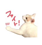 元野良チャミ（個別スタンプ：13）