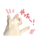 元野良チャミ（個別スタンプ：16）