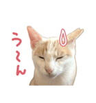 元野良チャミ（個別スタンプ：17）