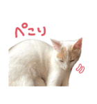 元野良チャミ（個別スタンプ：21）