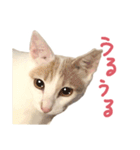 元野良チャミ（個別スタンプ：23）