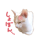 元野良チャミ（個別スタンプ：24）