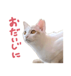 元野良チャミ（個別スタンプ：25）