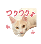 元野良チャミ（個別スタンプ：26）