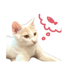 元野良チャミ（個別スタンプ：27）