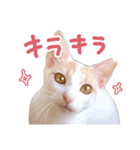 元野良チャミ（個別スタンプ：28）