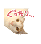 元野良チャミ（個別スタンプ：30）