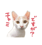 元野良チャミ（個別スタンプ：31）