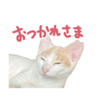 元野良チャミ（個別スタンプ：33）