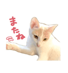 元野良チャミ（個別スタンプ：34）