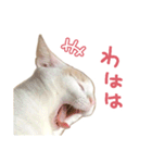 元野良チャミ（個別スタンプ：35）