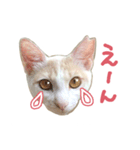 元野良チャミ（個別スタンプ：36）