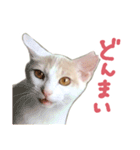 元野良チャミ（個別スタンプ：37）