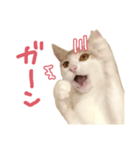 元野良チャミ（個別スタンプ：38）