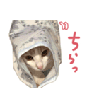 元野良チャミ（個別スタンプ：39）