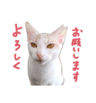 元野良チャミ（個別スタンプ：40）