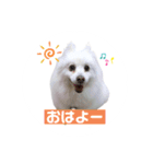 普段使えるスピッツ犬（個別スタンプ：1）