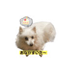 普段使えるスピッツ犬（個別スタンプ：11）