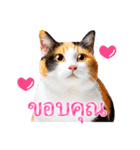 【タイ語】気持ちを伝える♡かわいい三毛猫（個別スタンプ：1）
