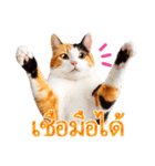 【タイ語】気持ちを伝える♡かわいい三毛猫（個別スタンプ：3）